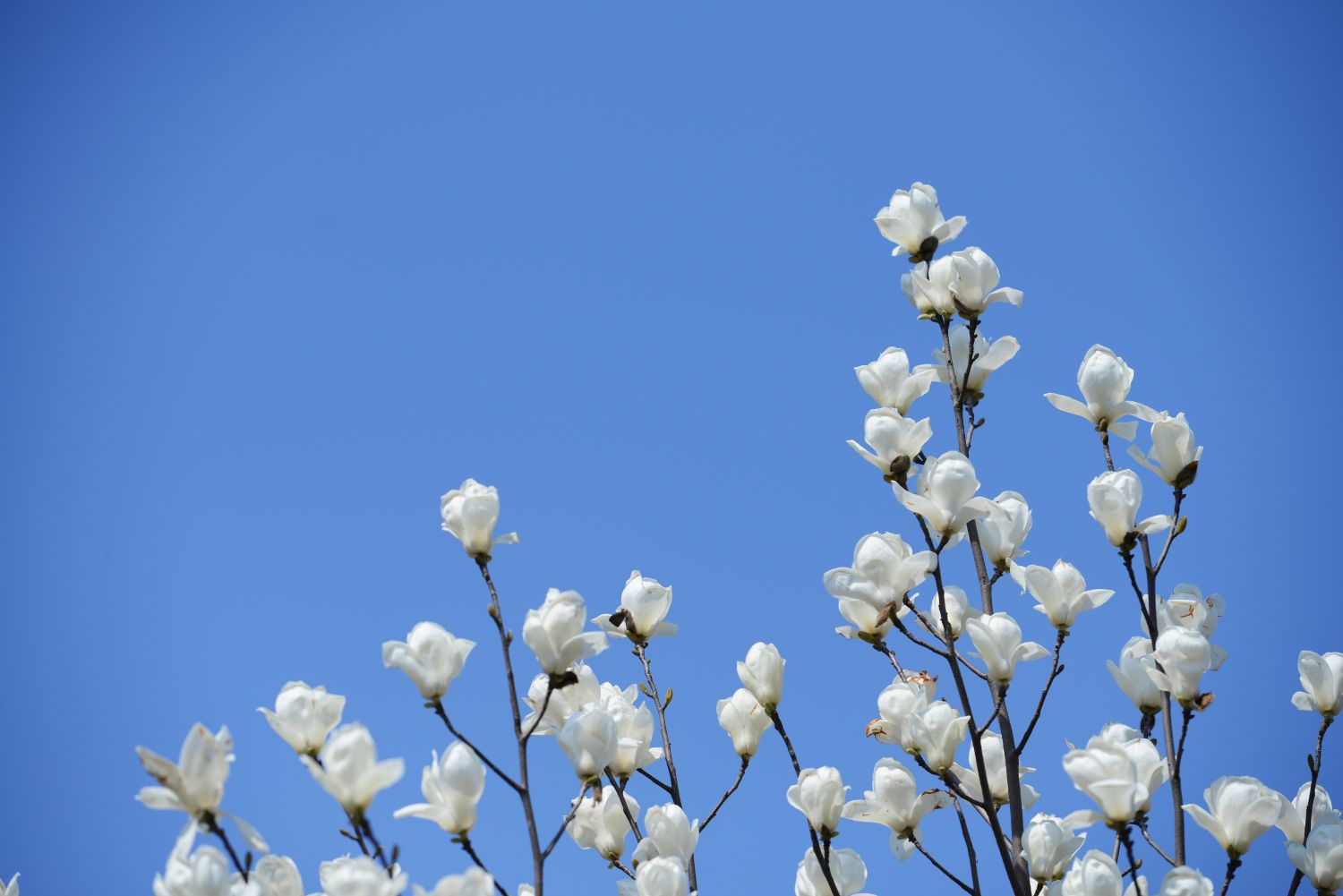 滄海一粟道珍重，柳暗花明春即來(lái)
