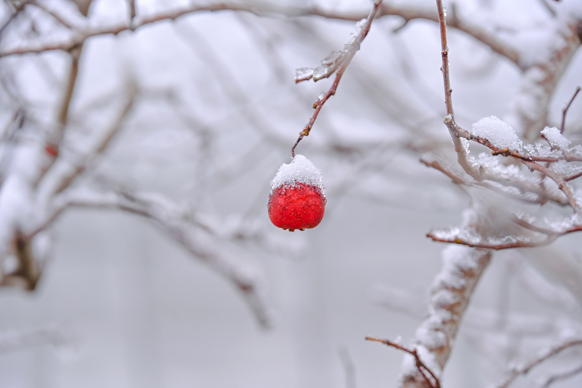 人間又落一場新雪